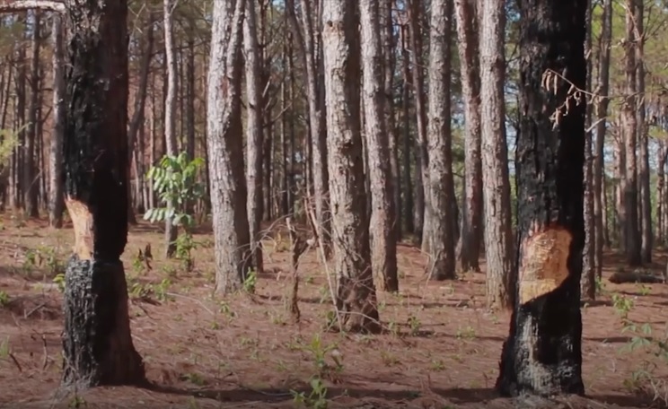 Thông tin từ đường dây nóng